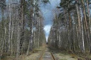 Новоорловский лесопарк