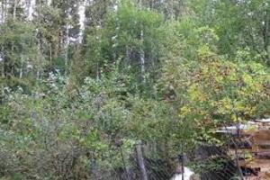 Новоорловский лесопарк