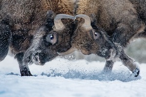 Первозданная Россия