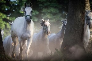 Почувствуй Словению. Почувствуй культуру