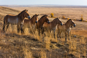 Лошадь Пржевальского: последняя дикая лошадь на Земле