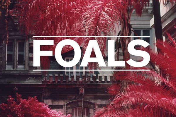 Foals