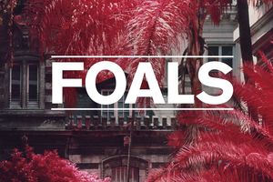 Foals