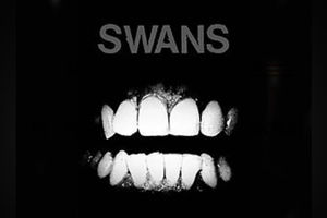 Swans