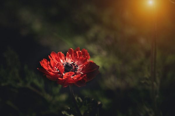 Секреты уфимского аленького цветочка
