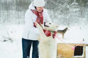 Хаски Центр Арктик Виллидж