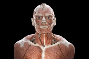 Ночь музеев на Body Worlds