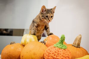 Тыквы и Коты