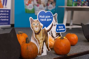 Тыквы и Коты