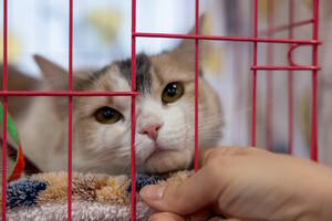 Тыквы и Коты