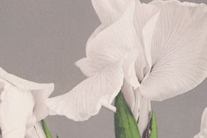 Выставка ирисов сибирских