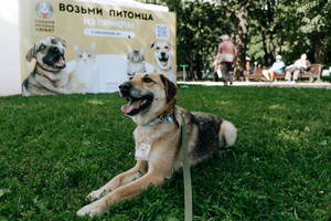 Летний кинотеатр с собаками