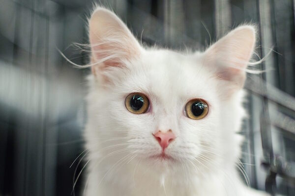 Собаки, которые любят… и котики!