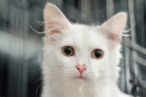 Собаки, которые любят… и котики!