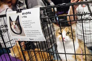 Собаки, которые любят… и котики!