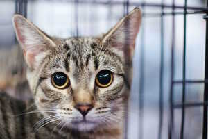 Собаки, которые любят… и котики!