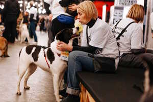 Собаки, которые любят… и котики!