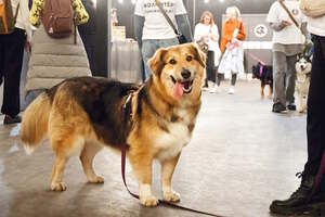 Собаки, которые любят… и котики!