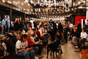 Собаки, которые любят… и котики!