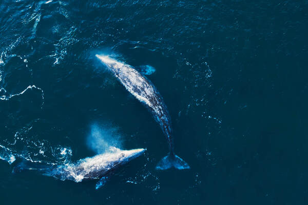 Разумный кинематограф