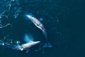 Разумный кинематограф