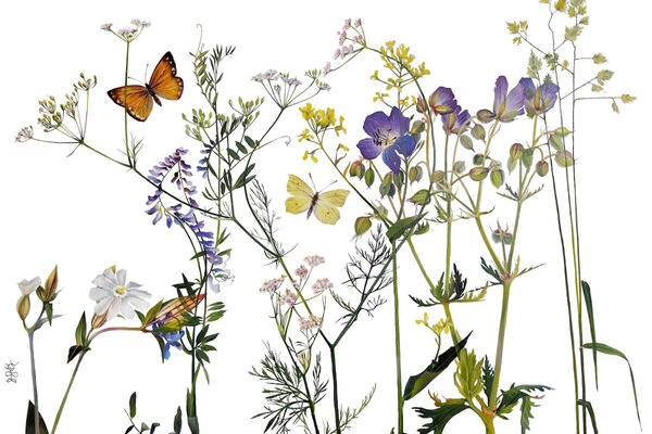 Флора и фауна России