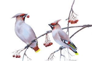 Флора и фауна России