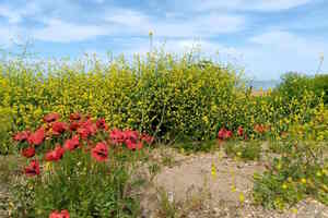 Одиссея Одиссея