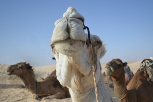 Одиссея Одиссея