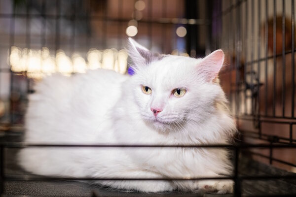 Елка дарящих надежду