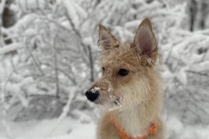 Елка дарящих надежду Елка дарящих надежду