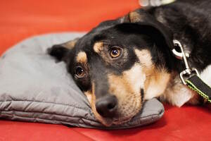 Елка дарящих надежду Елка дарящих надежду