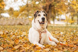 Елка дарящих надежду Елка дарящих надежду