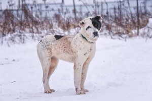 Елка дарящих надежду Елка дарящих надежду