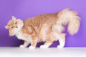 Елка дарящих надежду Елка дарящих надежду