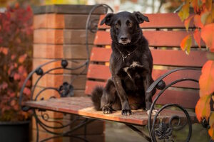 Елка дарящих надежду Елка дарящих надежду