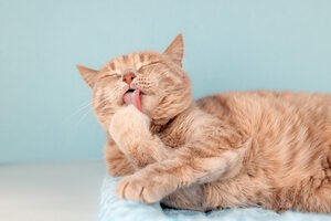 Елка дарящих надежду Елка дарящих надежду