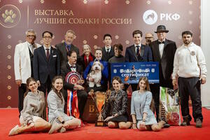 Лучшие собаки России. Шоу чемпионов