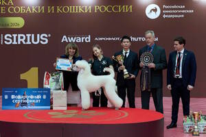 Лучшие собаки России. Шоу чемпионов