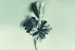 Карл Блоссфельд и Эккехард Велькен: диалоги о природе Карл Блоссфельд и Эккехард Велькен: диалоги о природе