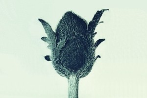 Карл Блоссфельд и Эккехард Велькен: диалоги о природе Карл Блоссфельд и Эккехард Велькен: диалоги о природе