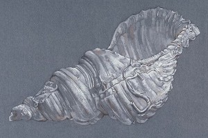 Карл Блоссфельд и Эккехард Велькен: диалоги о природе Карл Блоссфельд и Эккехард Велькен: диалоги о природе