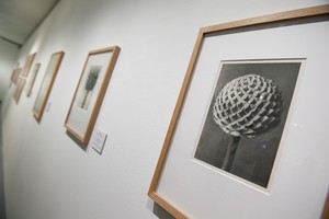 Карл Блоссфельд и Эккехард Велькен: диалоги о природе Карл Блоссфельд и Эккехард Велькен: диалоги о природе