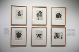 Карл Блоссфельд и Эккехард Велькен: диалоги о природе Карл Блоссфельд и Эккехард Велькен: диалоги о природе