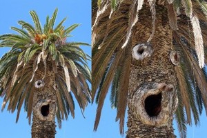 Что такое «парейдолия»? Что такое «парейдолия»?