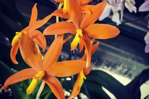 Тропическая зима Тропическая зима