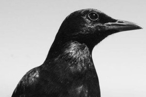 «Terminus»: Ancient Methods, Oake (все — Германия), Сэмюэль Керридж (Великобритания), Shxcxchcxsh (Швеция), Sal Solaris