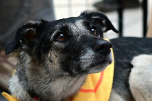 Путь домой Путь домой