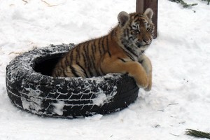 Харьковский зоопарк