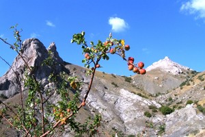 Скала свидания